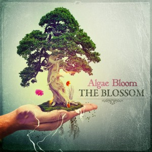 Algae Bloom – The Blossom
